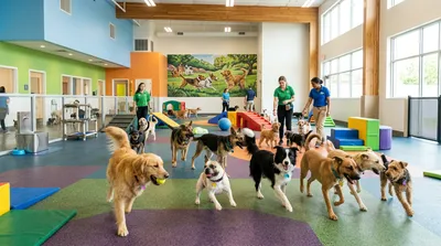 $356K SDE Semi-Absentee Dog Daycare & Boarding